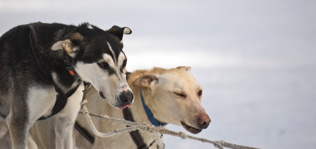 2009-03-14, Competition de traineaux a chiens au Bec-scie (143425).jpg - Dans l'attente du départ